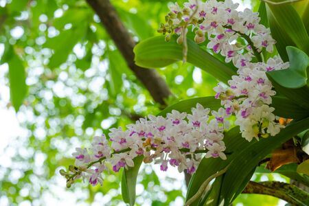 Rhynchostylis gigantea orchids are planted and bloomed in the garden.の写真素材