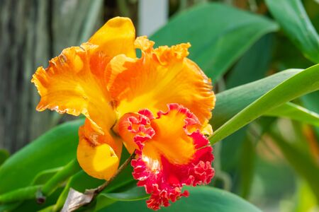 Cattleya orchid flower in the gardenの写真素材