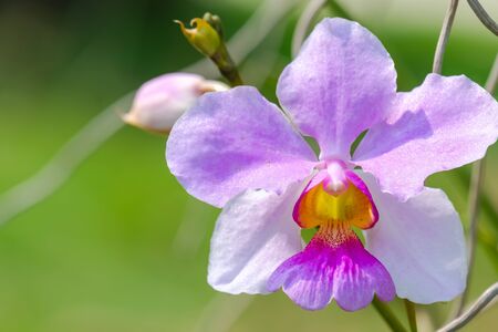 Cattleya orchid flower in the gardenの写真素材