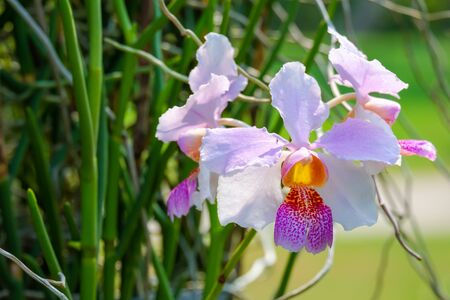Cattleya orchid flower in the gardenの写真素材
