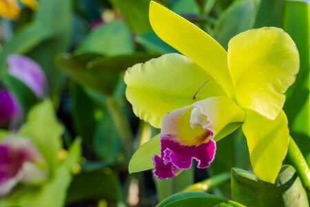 Cattaliya Orchid in the garden,Thailandの写真素材