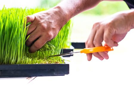 Fresh Wheatgrass plant organic for squeeze juiceの写真素材