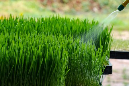 Fresh Wheatgrass plant organic for squeeze juiceの写真素材