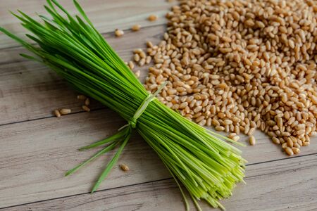 Fresh Wheatgrass plant organic for squeeze juiceの写真素材