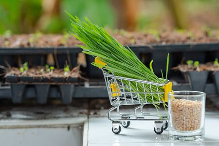 Fresh Wheatgrass plant organic for squeeze juiceの写真素材