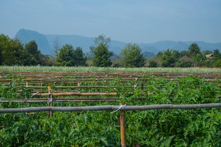 Vegetable plant in farmの写真素材