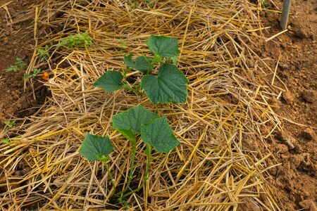 Vegetable plant in farmの写真素材
