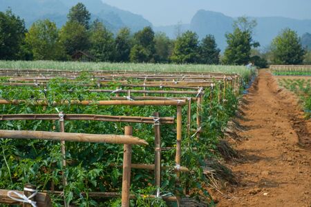 Vegetable plant in farmの写真素材