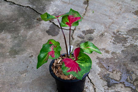 Beautiful Caladium Bicolor Plant. It has combination of pink and green leaves and black veins in a pot on a cement floor.の写真素材