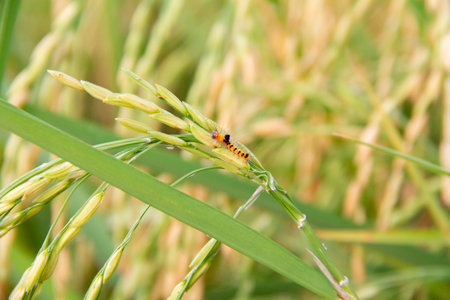 Orange caterpillars on grain, farmer's pest