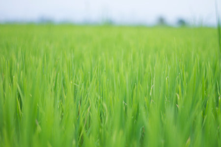 Green field rice on blue sky.Beautiful summer field with green grass.
