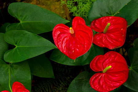 Anthurium is red heart-shaped flower. Dark green leaves as background highlight flowers beautifully.