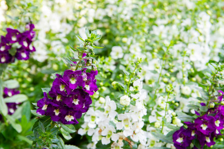 Red willowleaf angelon in blur white flower field.の写真素材