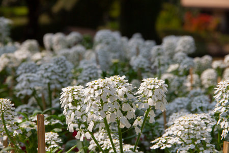 white iberis amara flower in flower filde.の写真素材