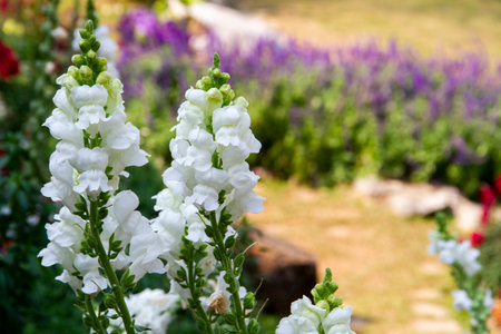 Antirrhinum majus, the common snapdragon. This plant is also called lion's mouth, rabbit's mouth or lion's snap. It produces colorful flowers.の写真素材