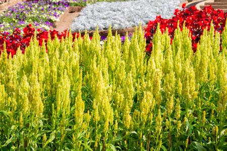 Celosia Plumosa plant in the botanical gardenの写真素材