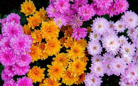 Pink and orange chrysanthemum flowers autumn floral bouquet conceptの写真素材
