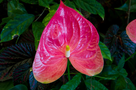Anthurium is pink heart-shaped flower. Dark green leaves as background highlight flowers beautifully.の写真素材
