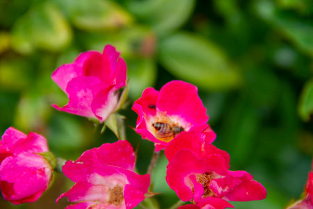 A flowering branch of a red wild rose and bee.の写真素材