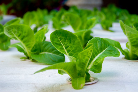 Organic vegetables. new generations growing vegetables in hydroponics conceptの写真素材