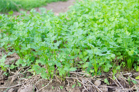 Close up Fresh growing green Coriander (Cilantro) leaves in Vegetable plot.