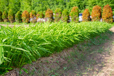 Vegetable plot of chinese water convolvulus (Morning Glory), Organic farm concept.の写真素材