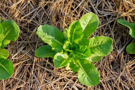 Top view Green salad in plot.