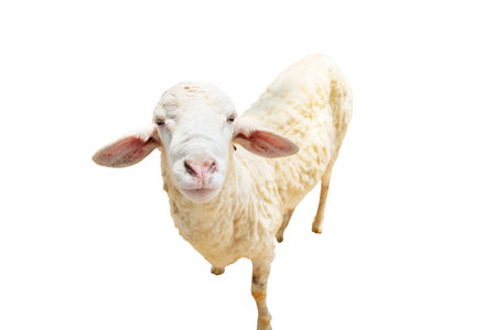 White sheep looking at the camera isolate on white background.の写真素材