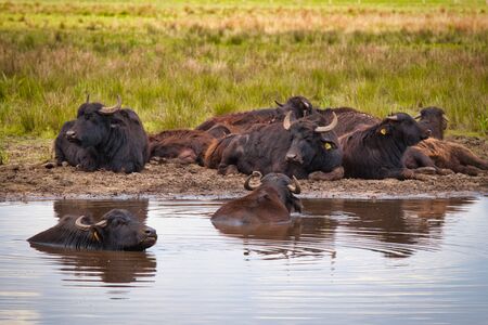 Water buffalo at the drinking trough