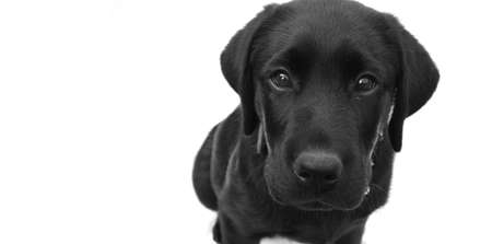 Black Labrador with guilty expression and copyspace for textの写真素材