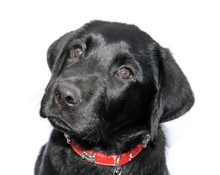 Black Labrador with copyspace for textの写真素材