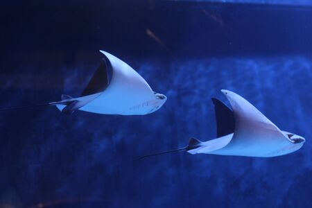 fish at aquariumの写真素材