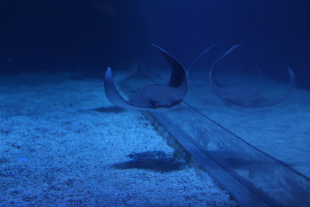 fish at aquariumの写真素材