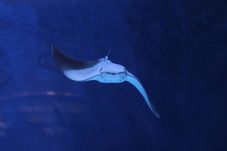 fish at aquarium