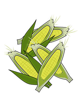 Illustration of corn, which is also a raw material for bioplastic biomassのイラスト素材
