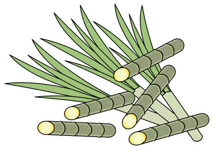 Illustration of sugar cane, which is also a raw material for bioplastics and biomass (related to vegetable materials, eco, and SDGs)のイラスト素材