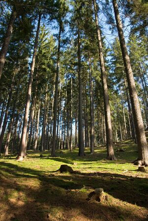 forest