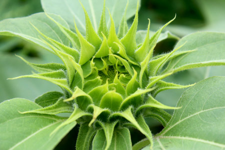 This is a sunflower bud. The stage of sunflower growing before it blooms beautifully. The sunflower usually produces its bud during day 35 to day 65.の写真素材