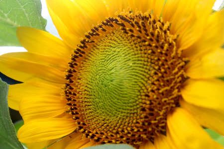A beautiful blooming sunflower in the yardの写真素材