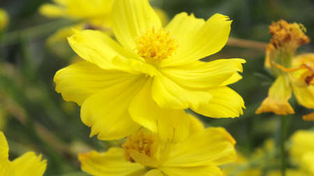 Beautiful Cosmos Flowers that boom everyday. It is very beautiful.の写真素材