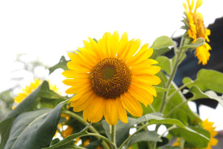 A blooming sunflowerの写真素材