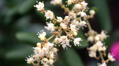 Small White Tropical Fruit Flowersの写真素材
