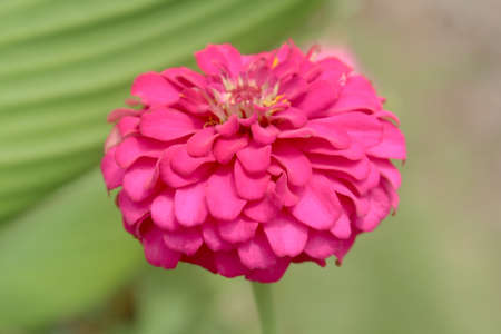 Beautiful Pink Zinnia in the Gardenの写真素材