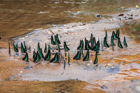 Beautiful butterflies live near the river の写真素材