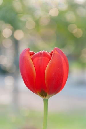 Red and yellow tulip with back light shotの写真素材