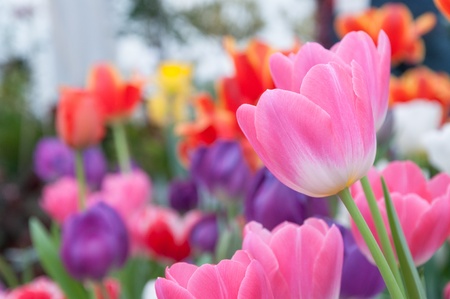 Pink tulip with colorful background
