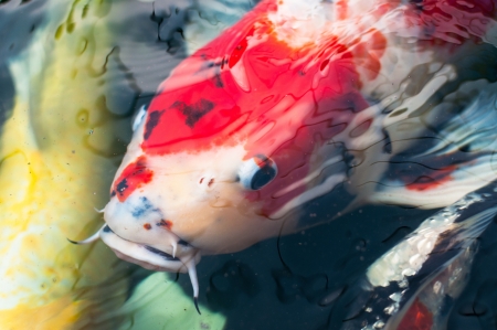 beautiful koi fish swimming in the pondの写真素材