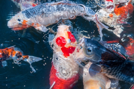 beautiful koi fish eat food in the pondの写真素材