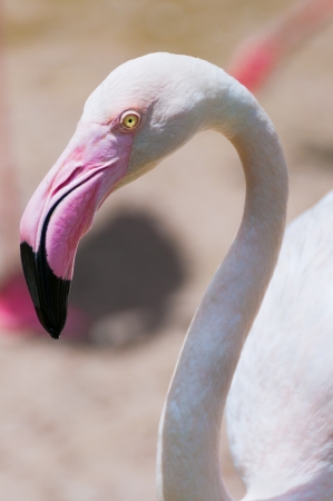 Closeup of a flamingo faceの写真素材