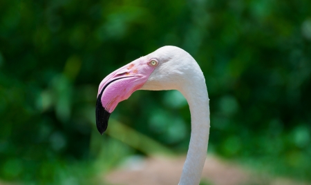Closeup of a flamingo faceの写真素材